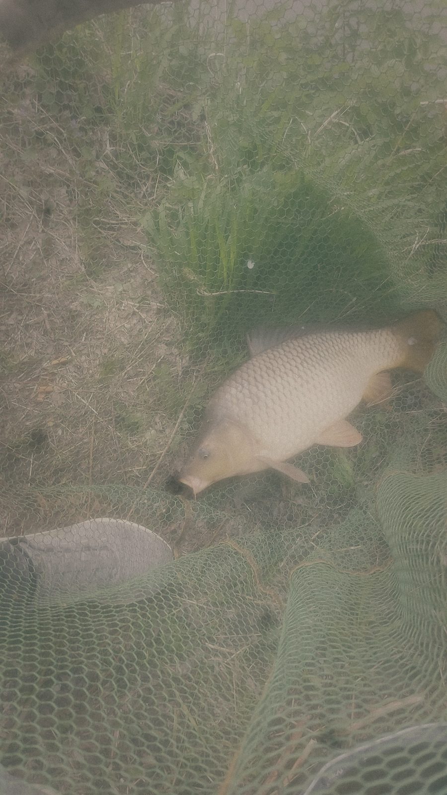 Styria Carp