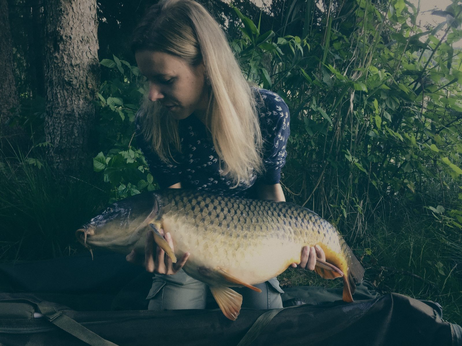 Styria Carp