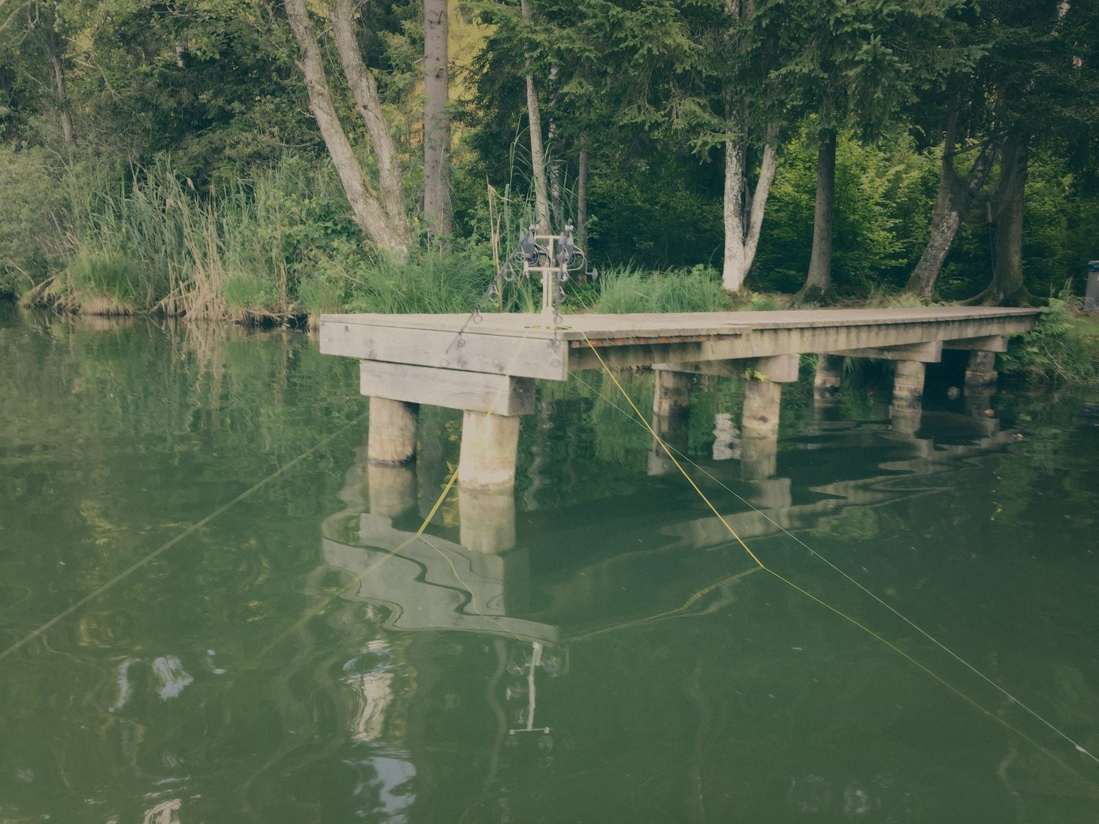 Styria Carp