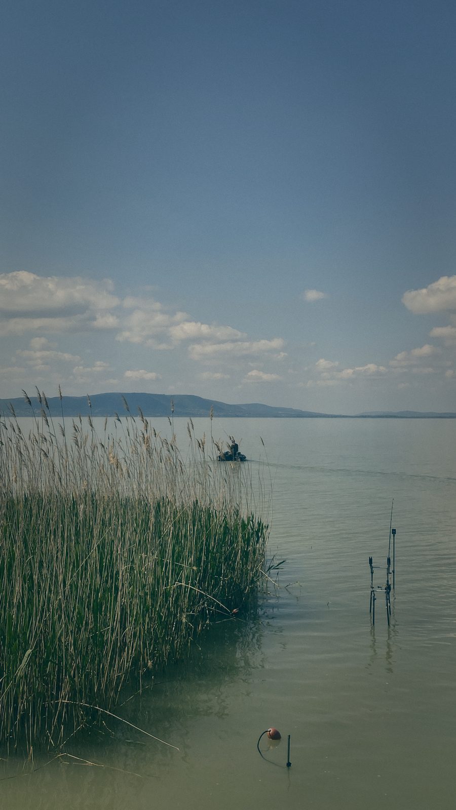 Styria Carp