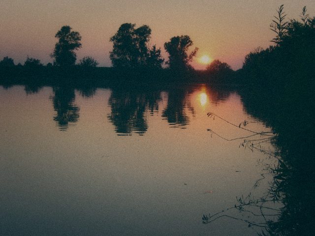 Styria Carp