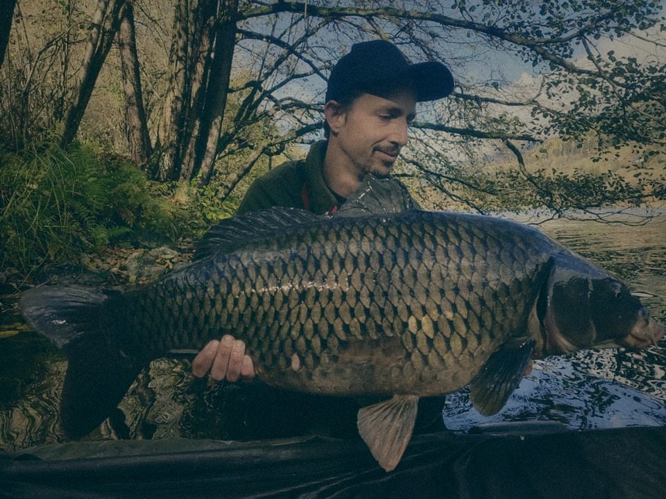 Styria Carp