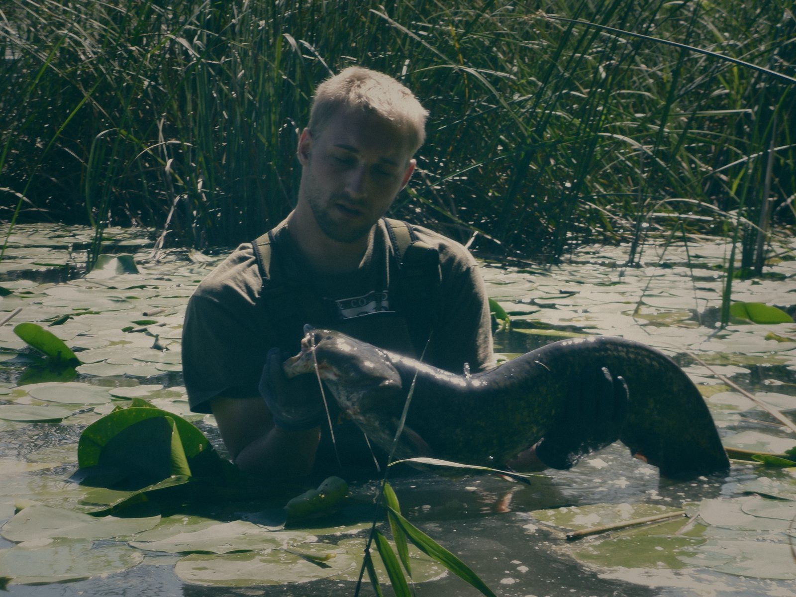 Styria Carp