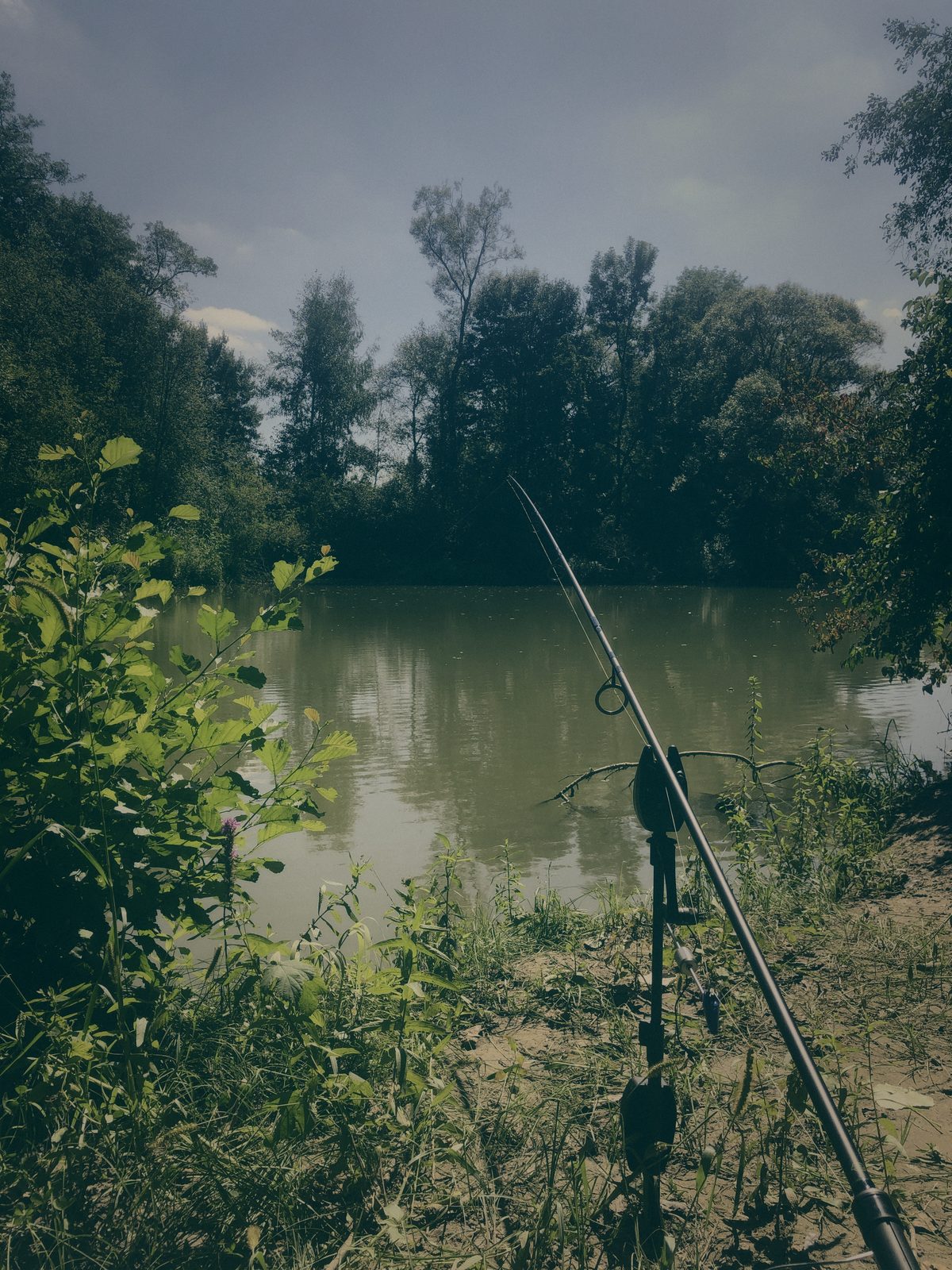 Styria Carp