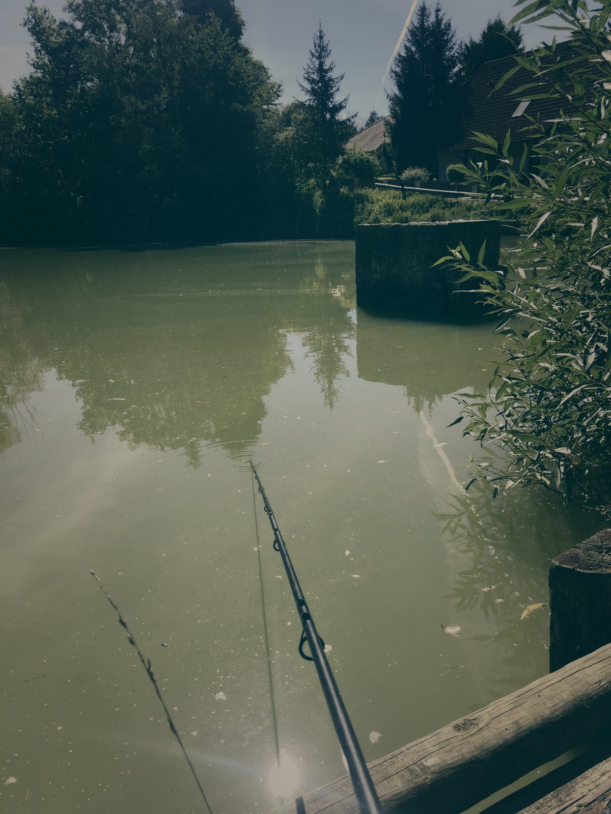 Styria Carp