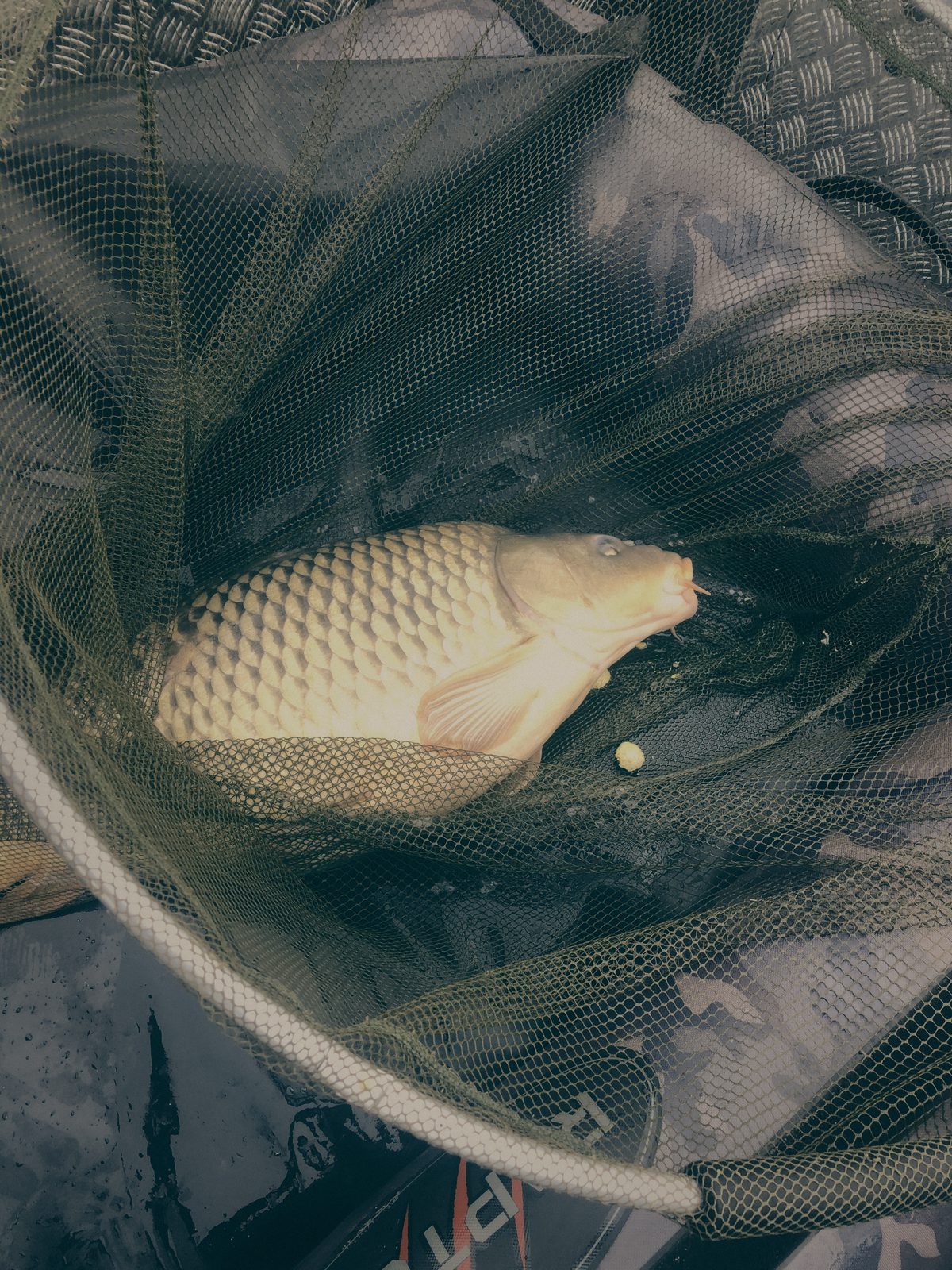 Styria Carp