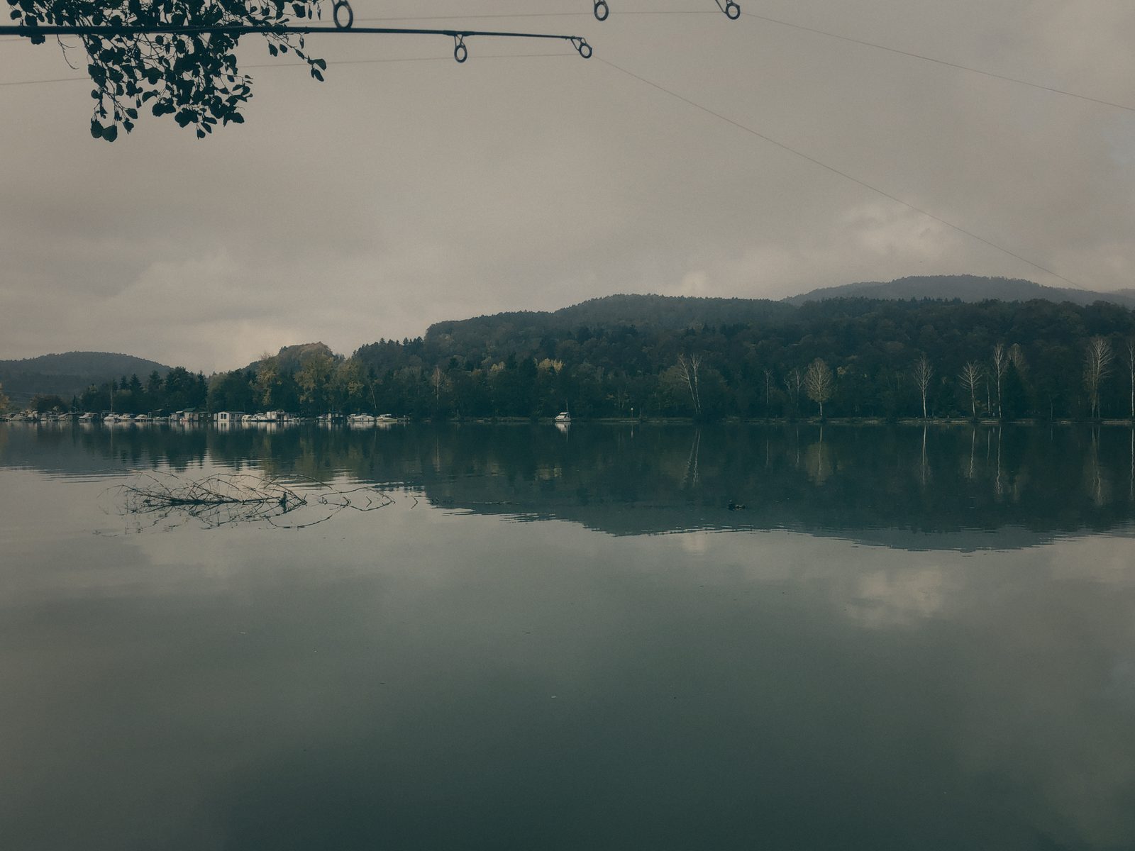 Styria Carp
