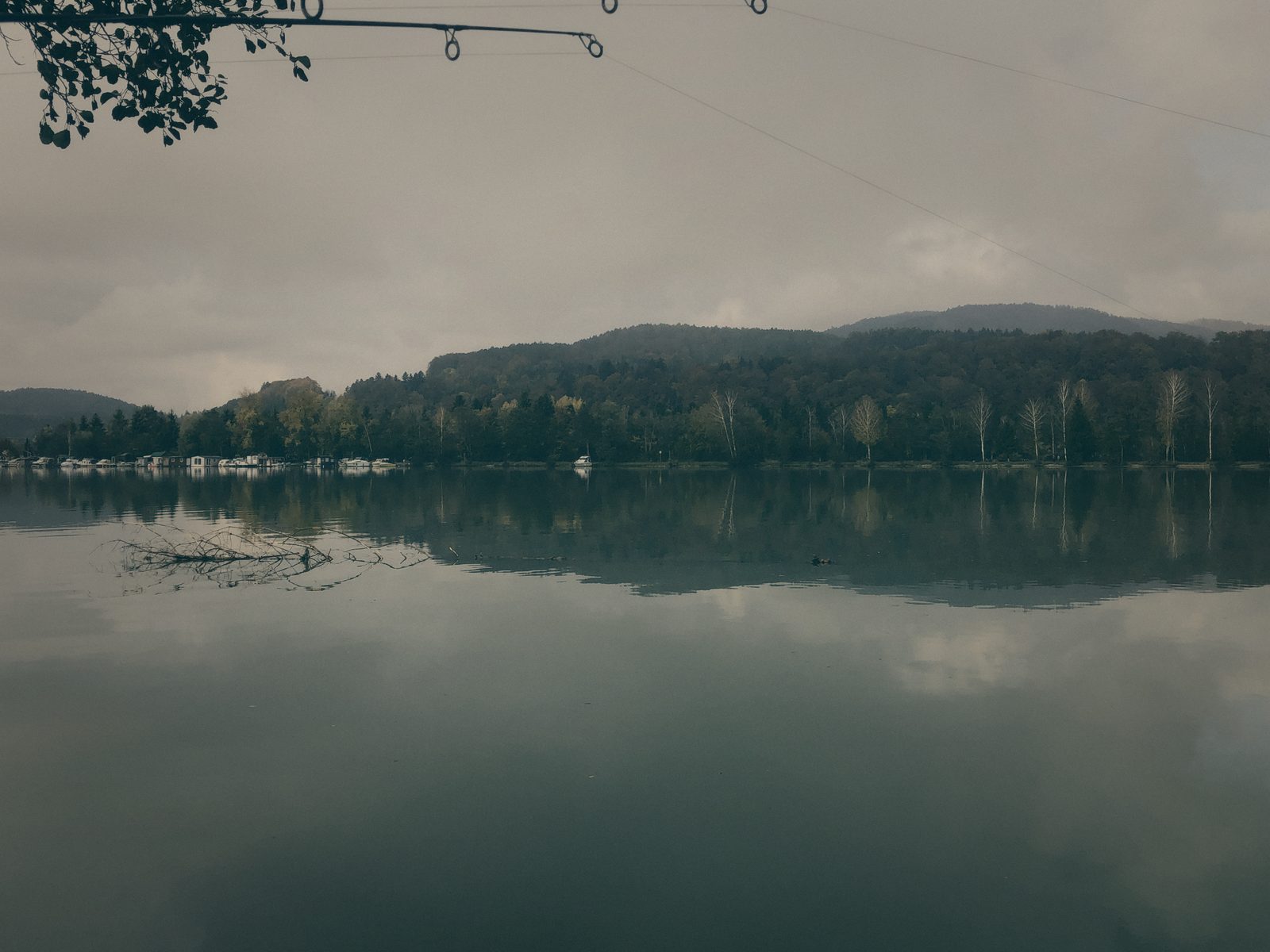 Styria Carp