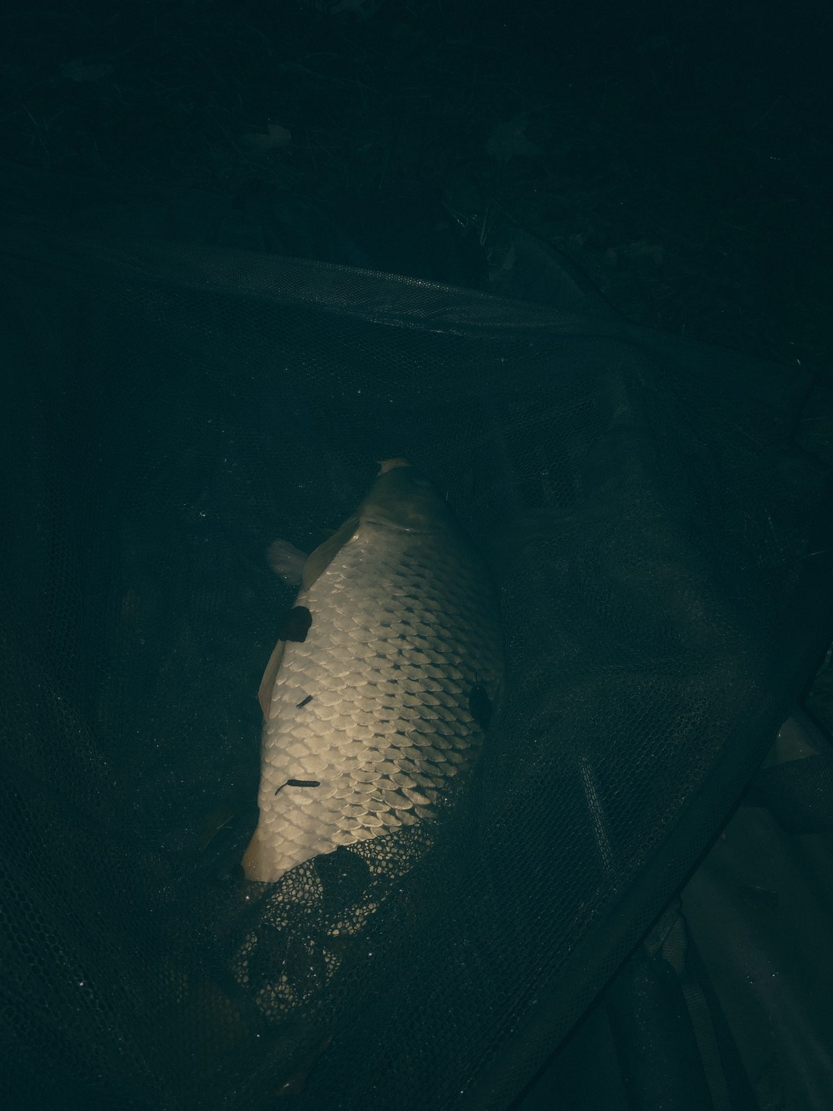 Styria Carp