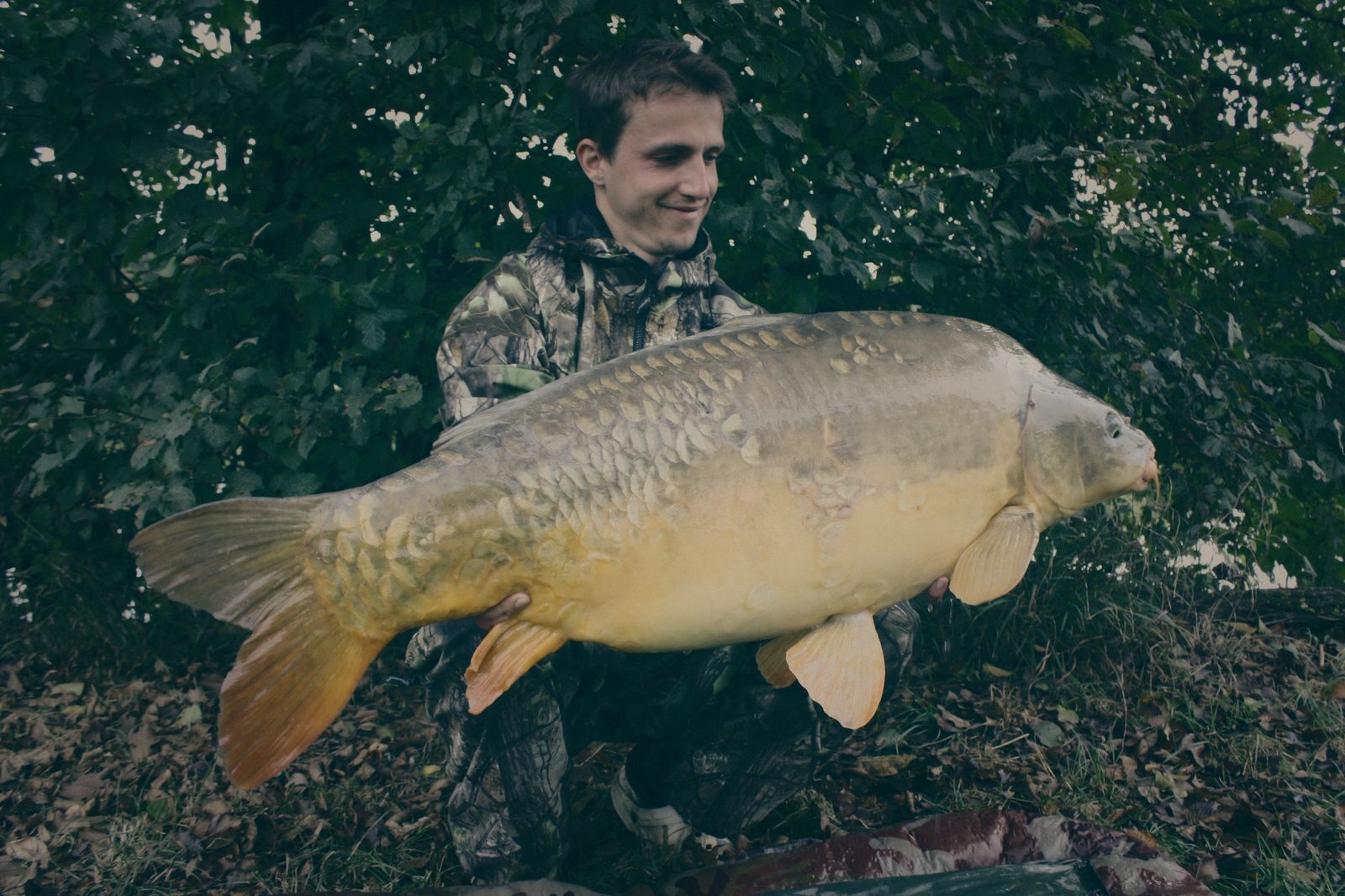 Styria Carp