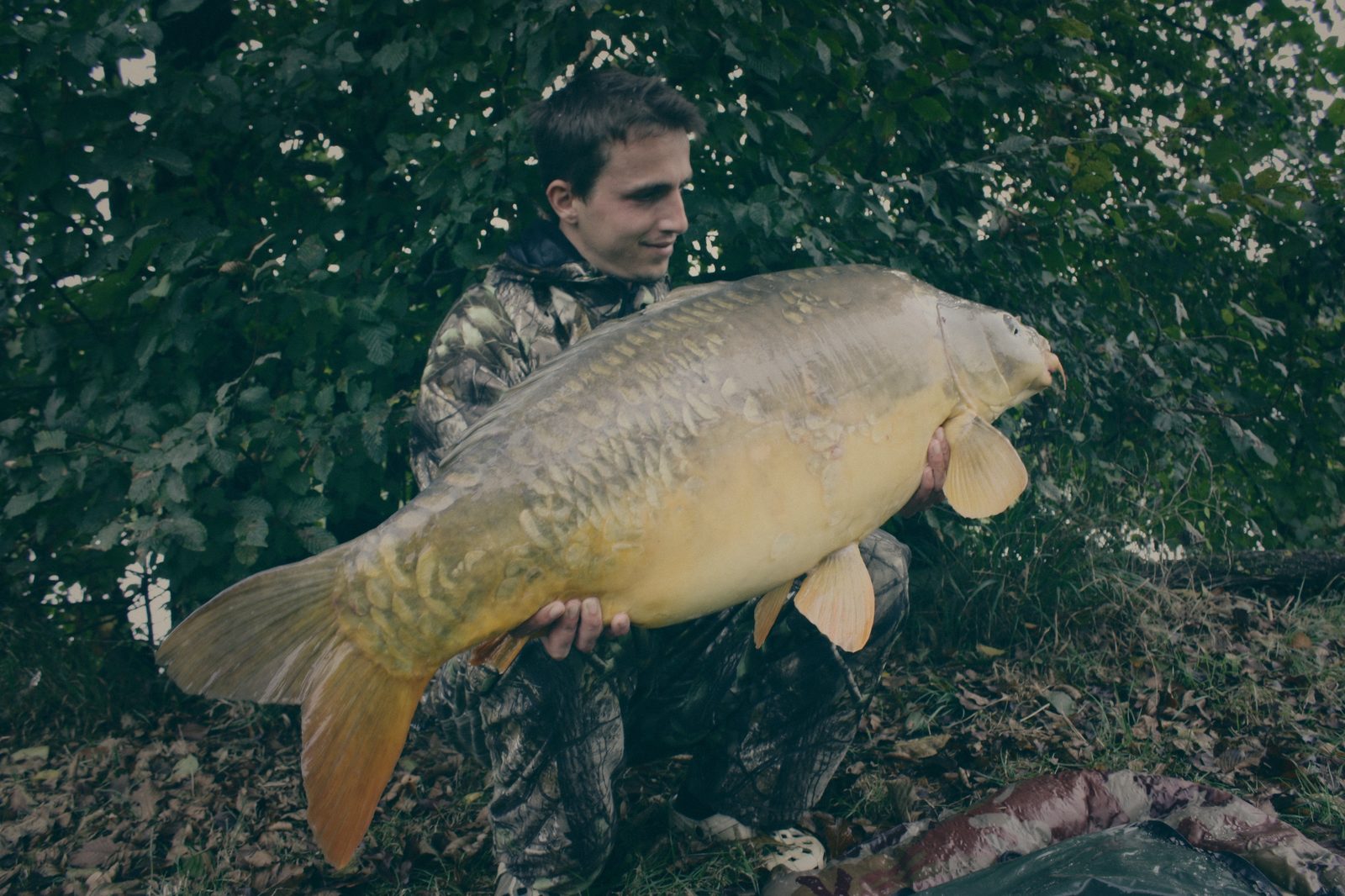 Styria Carp
