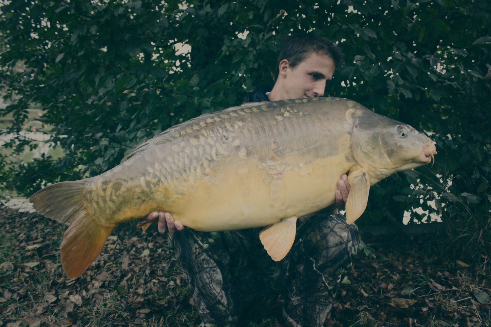 Styria Carp