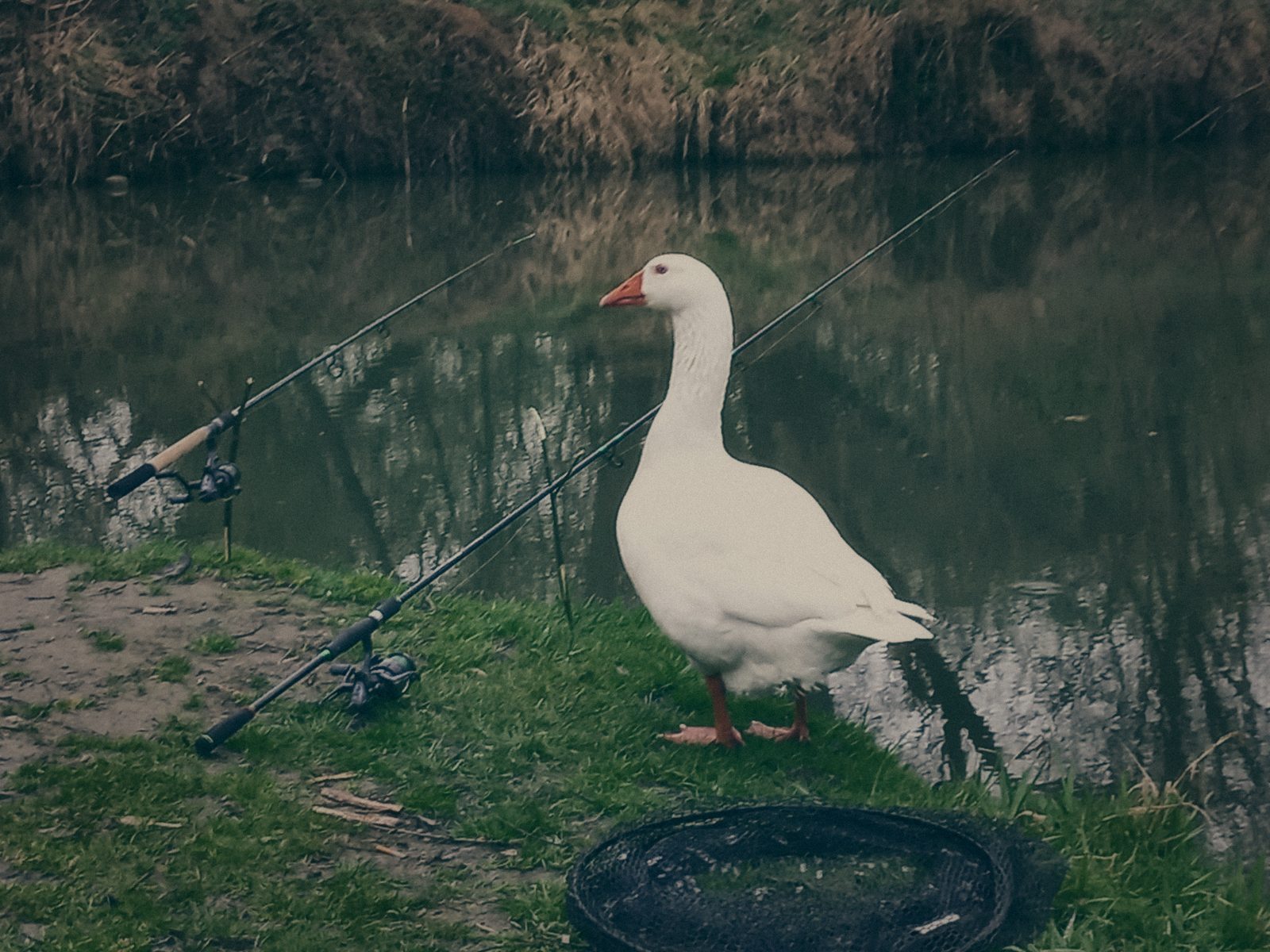 Styria Carp