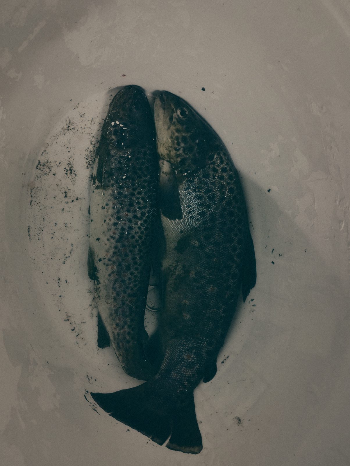 Styria Carp