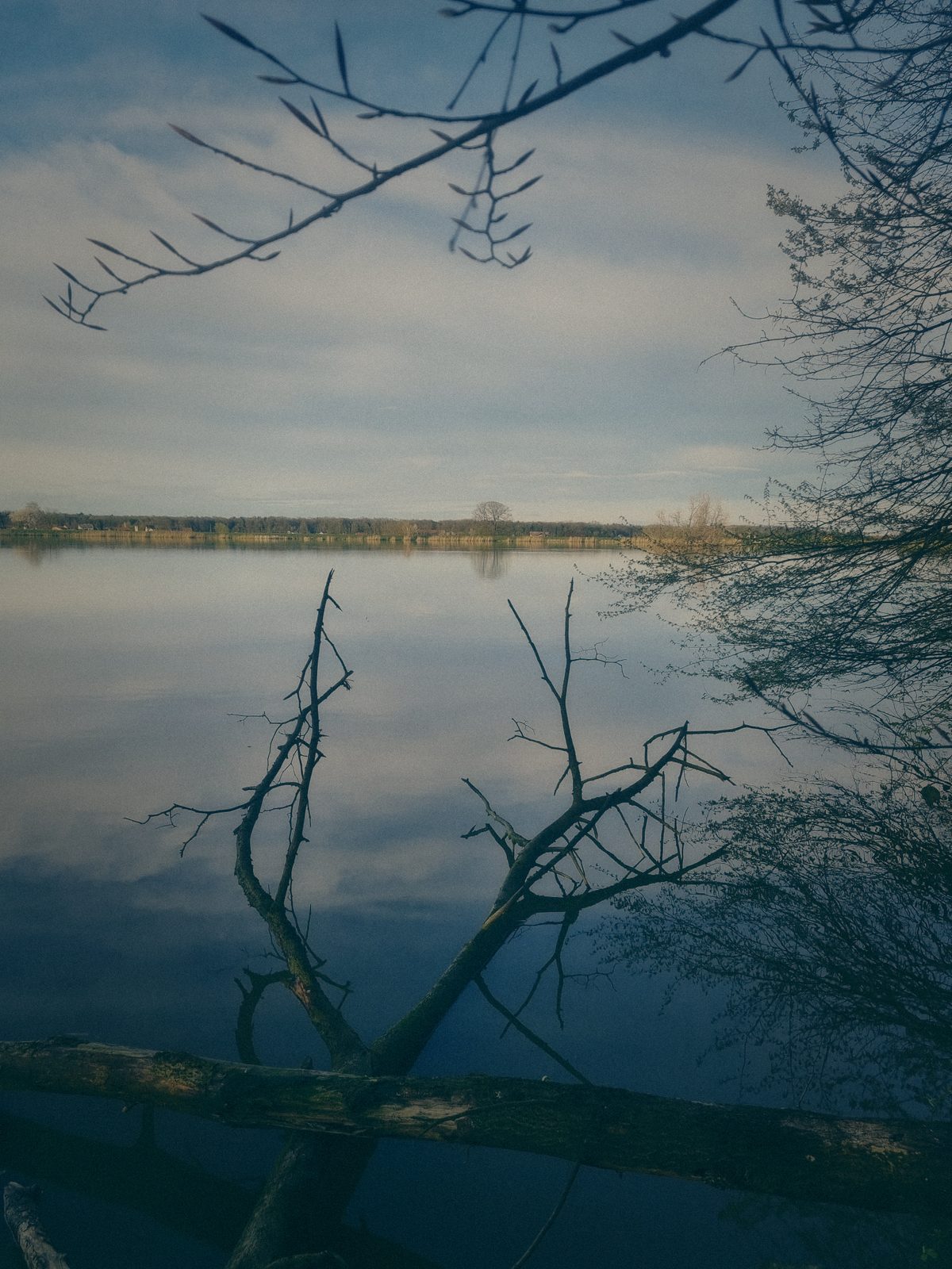 Styria Carp