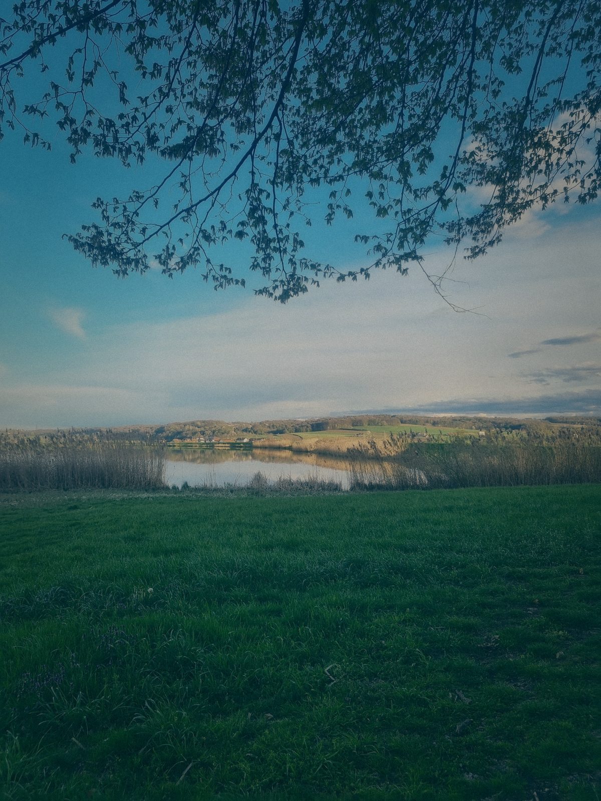 Styria Carp