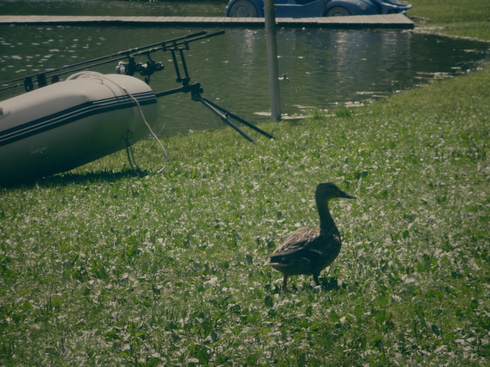 Styria Carp