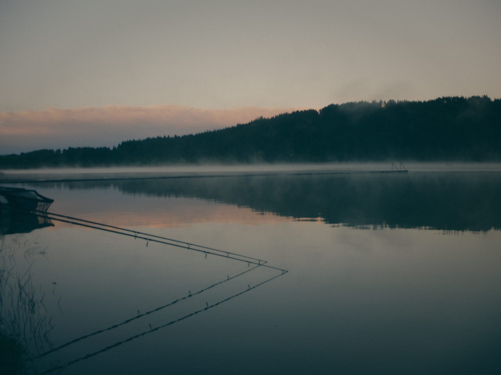 Styria Carp