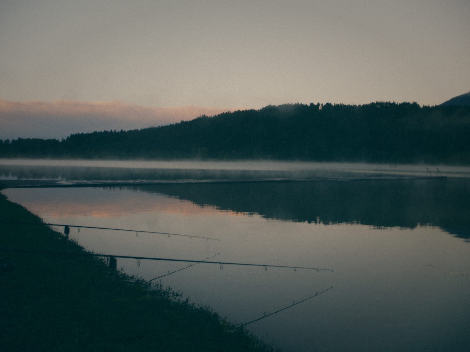 Styria Carp