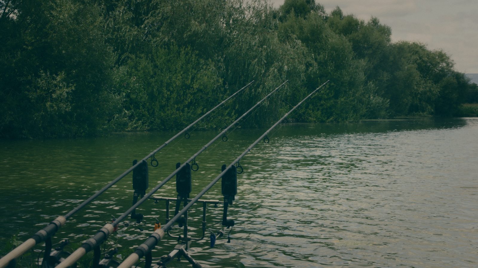 Styria Carp