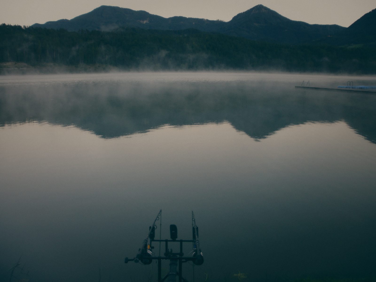 Styria Carp