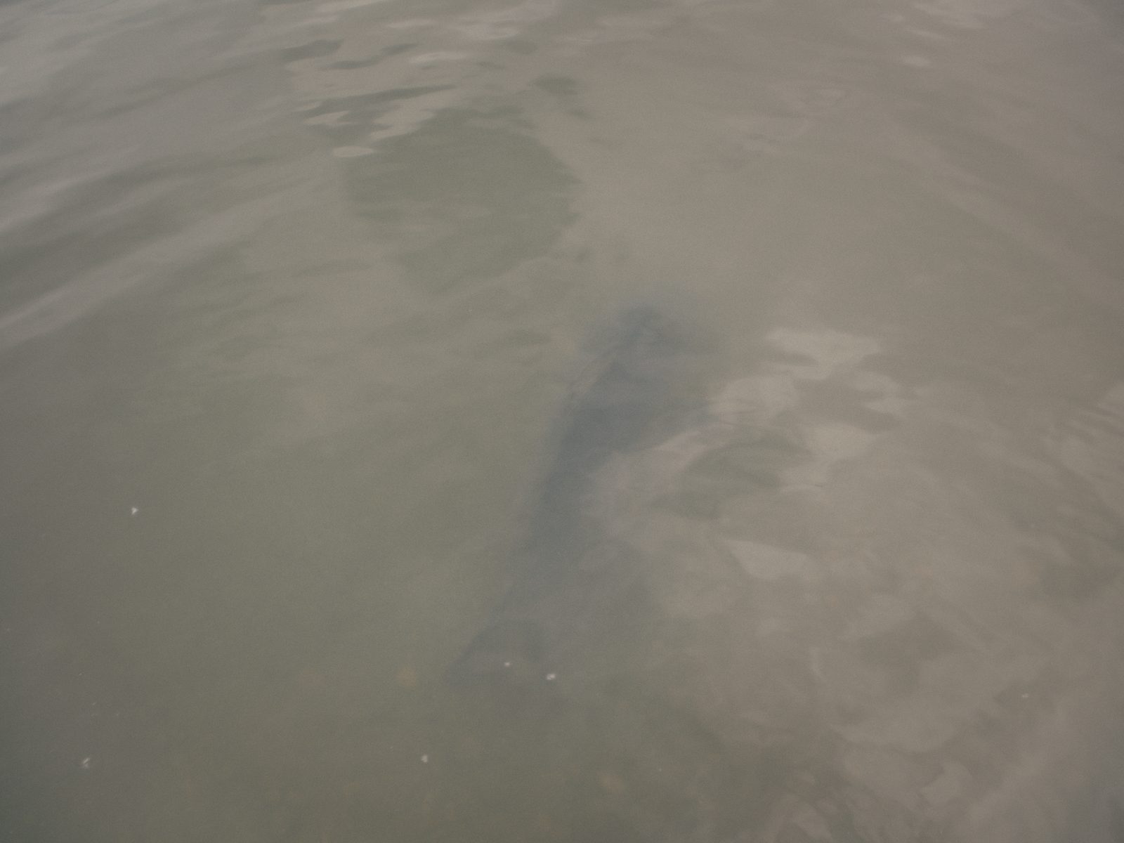 Styria Carp
