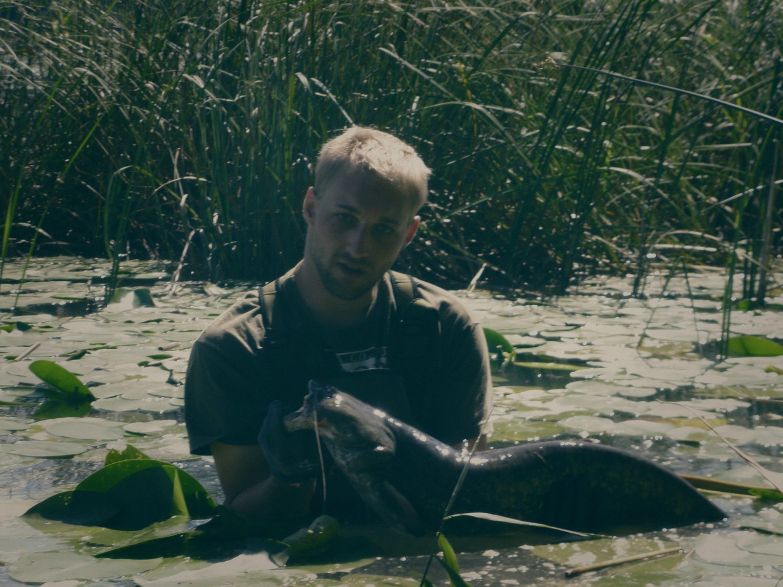 Styria Carp