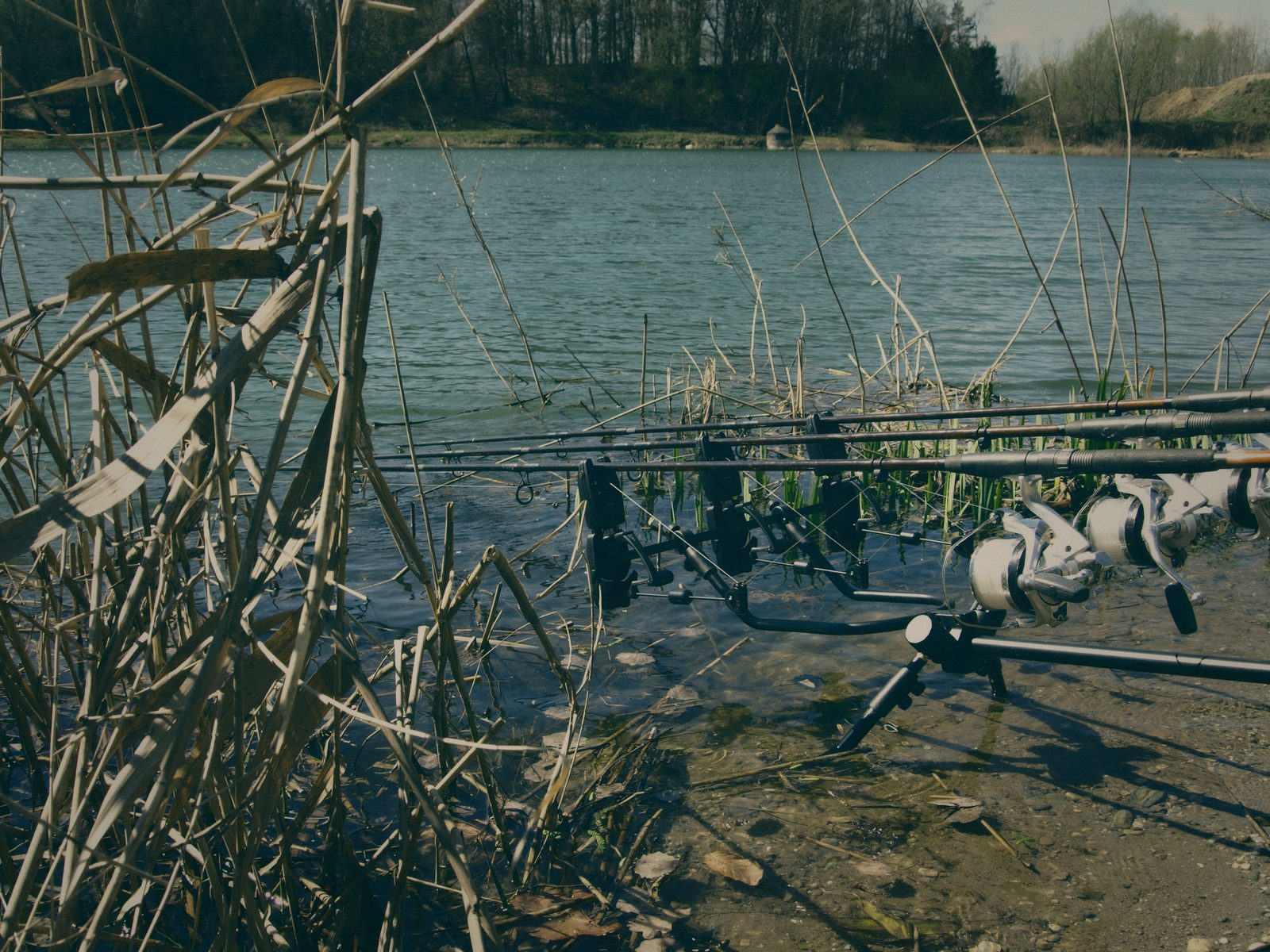Styria Carp
