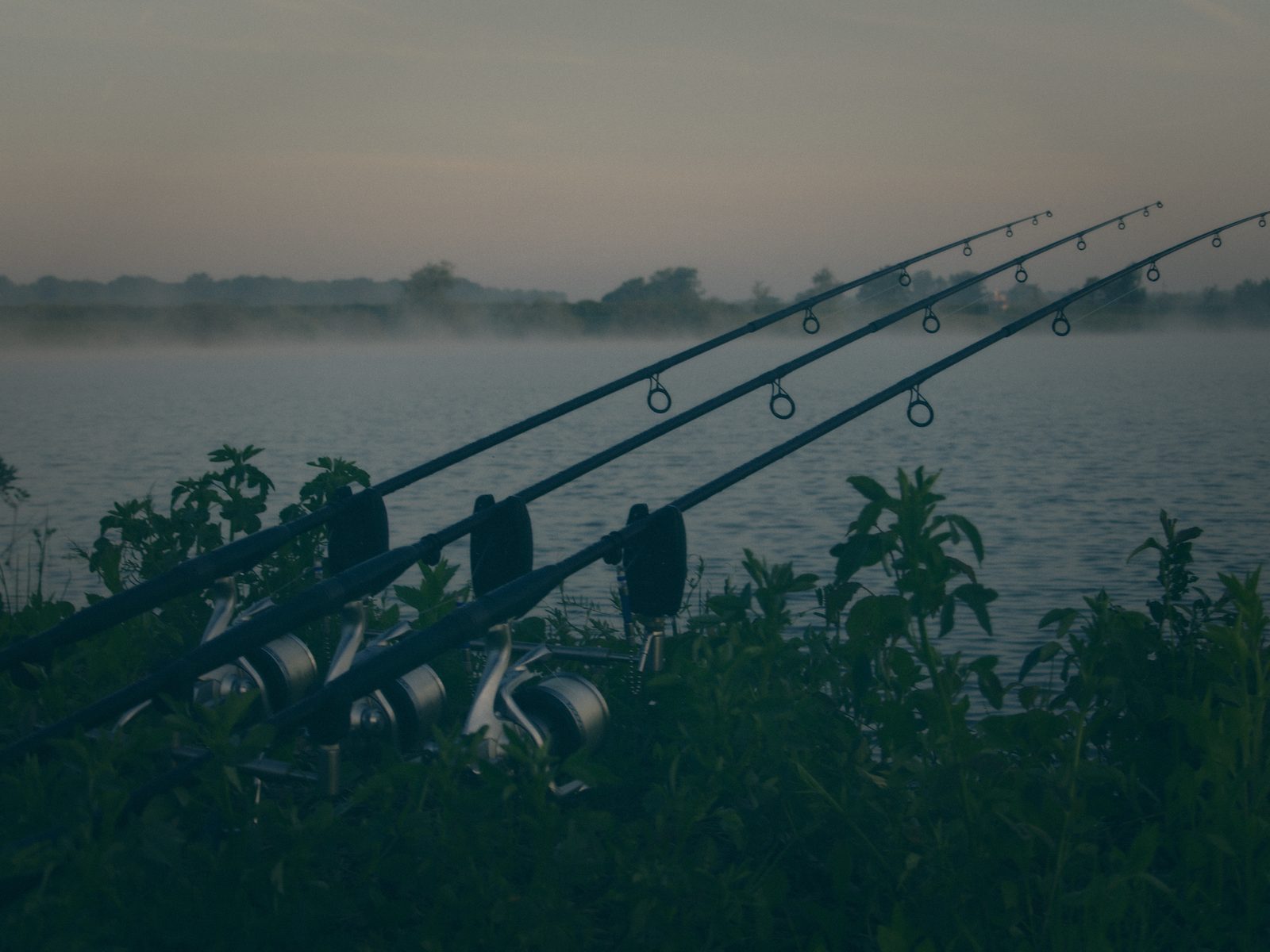 Styria Carp