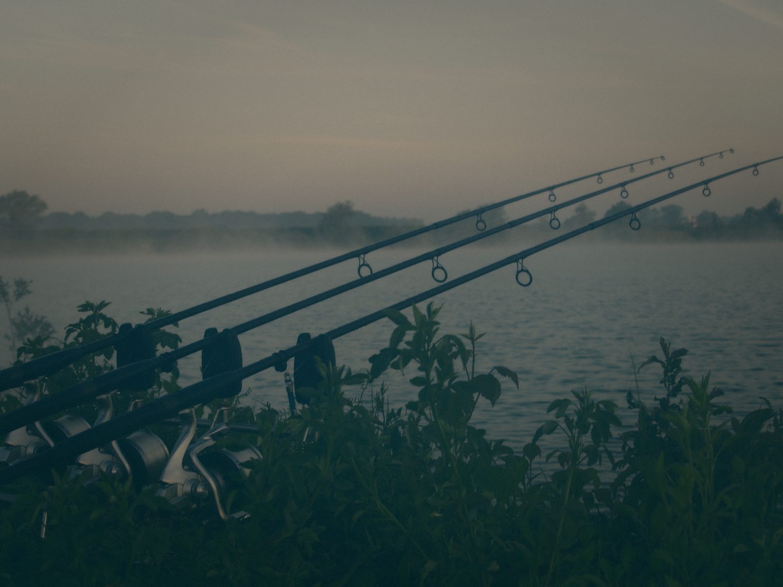 Styria Carp