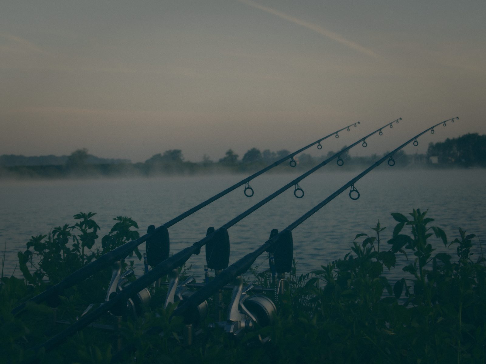Styria Carp