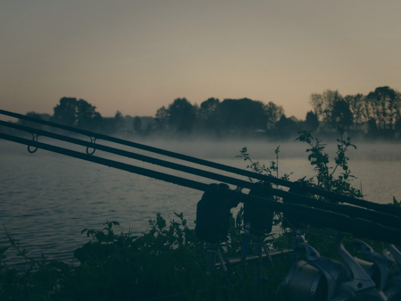 Styria Carp