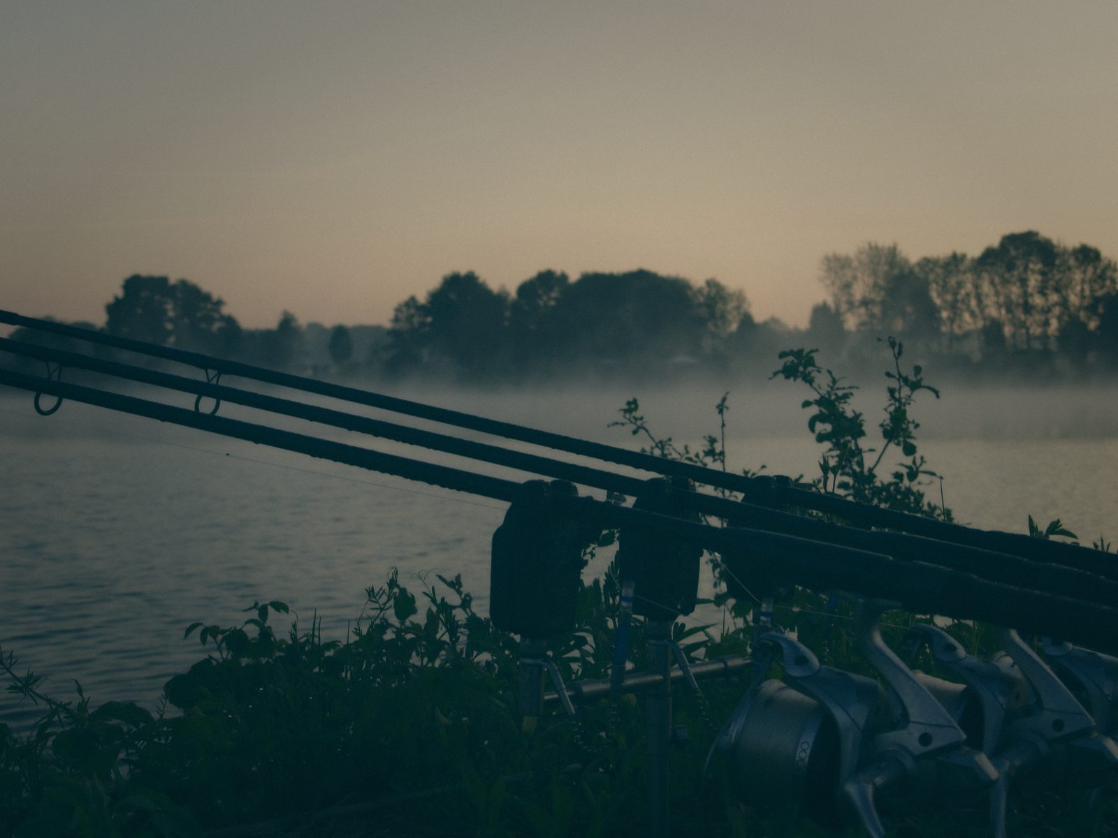 Styria Carp