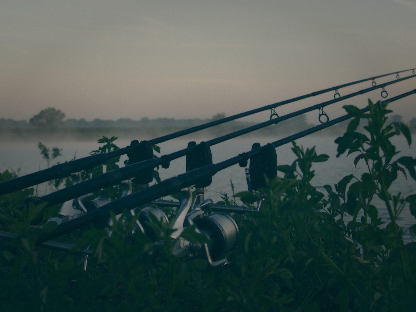 Styria Carp