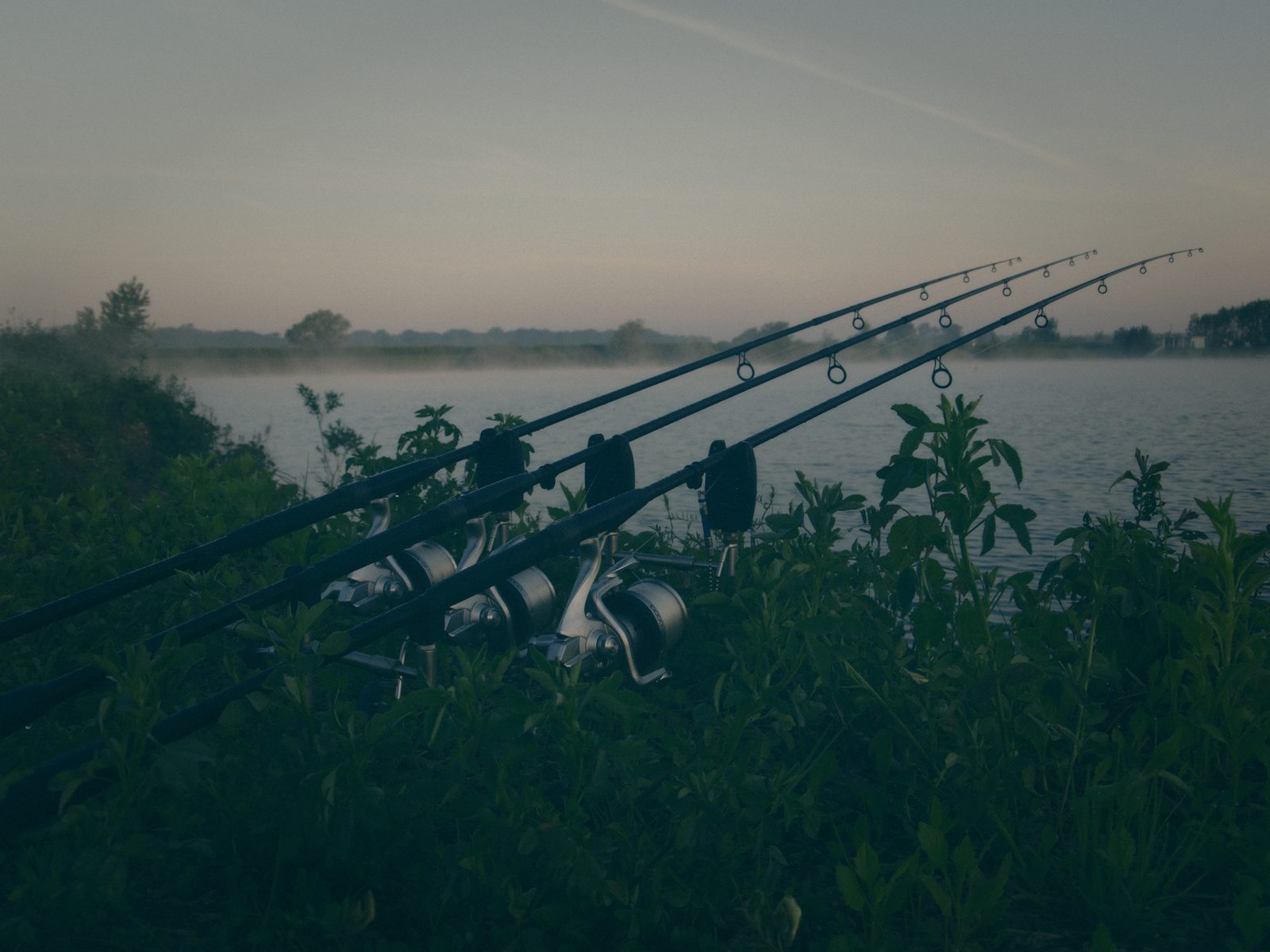 Styria Carp