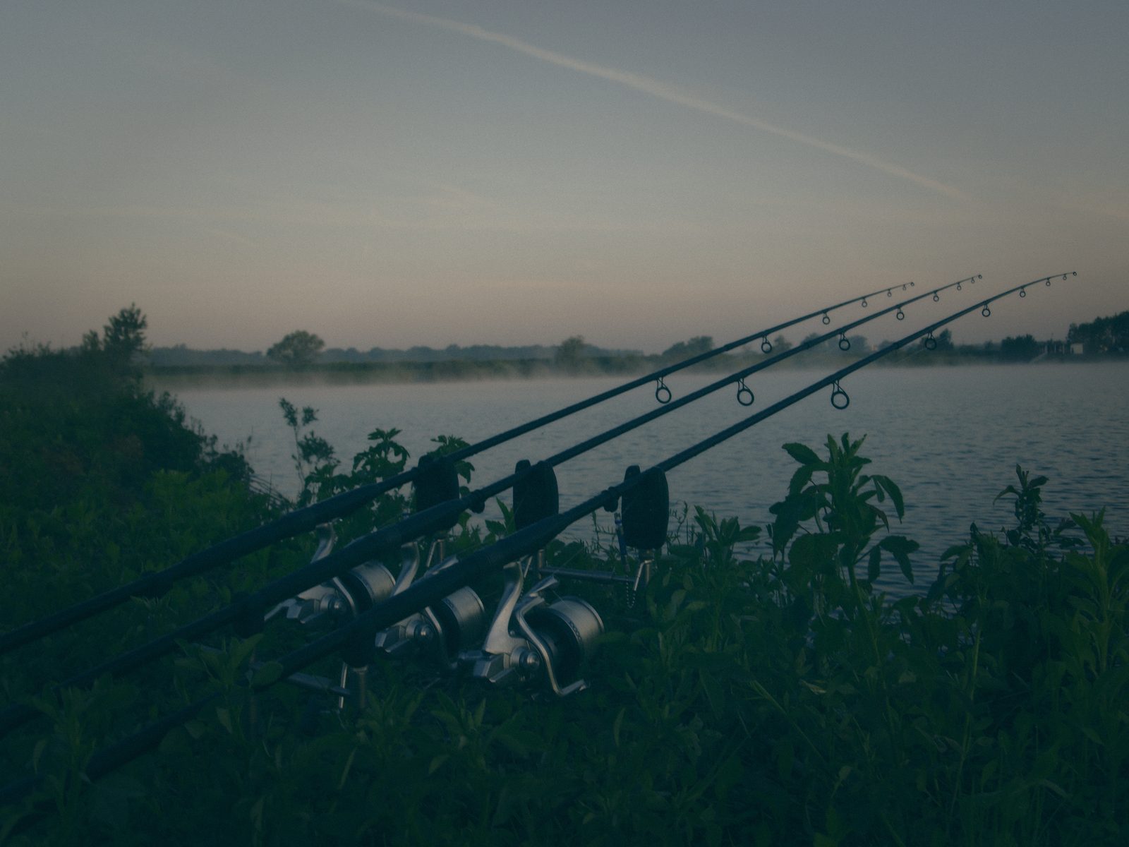 Styria Carp