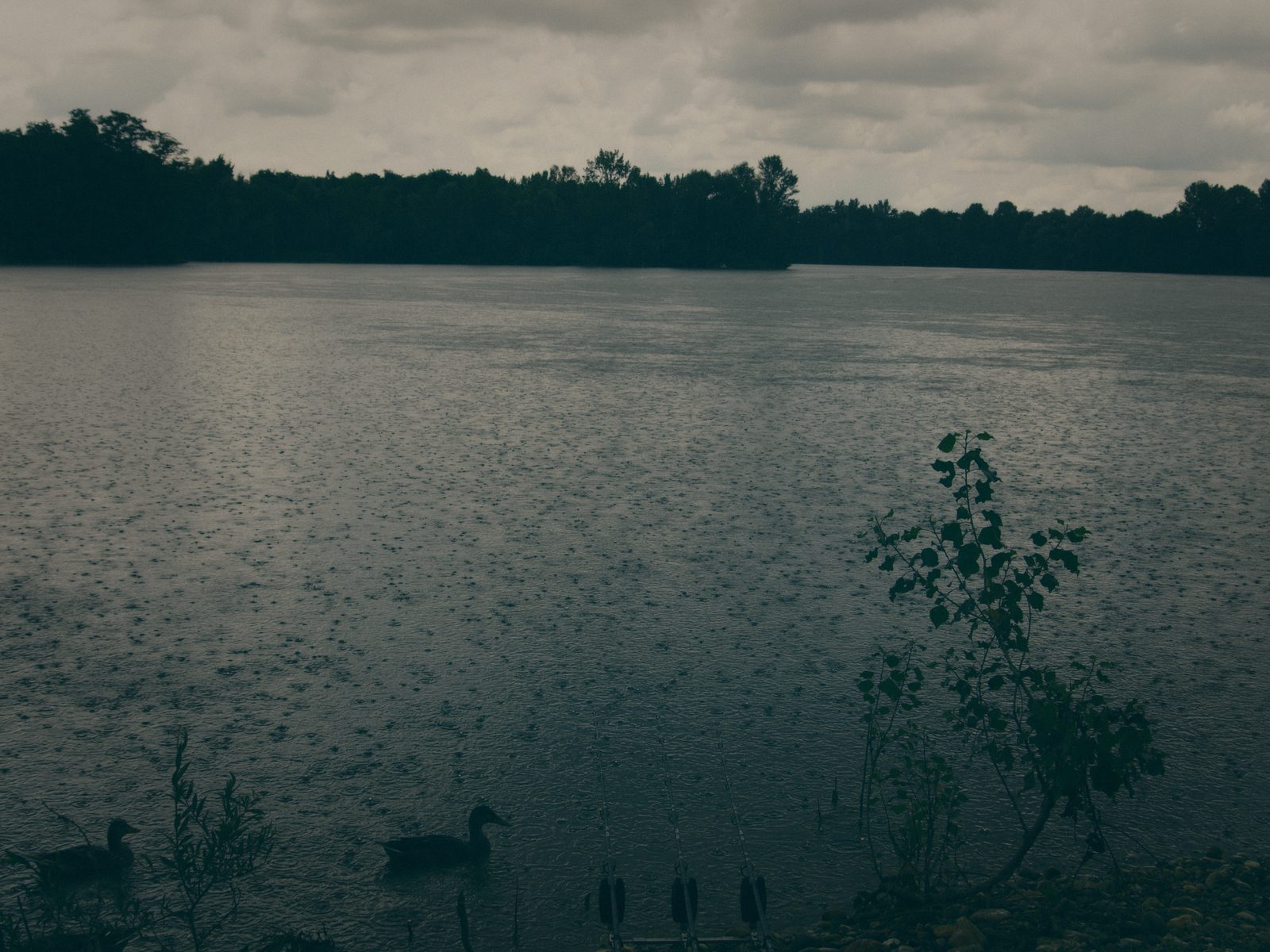 Styria Carp
