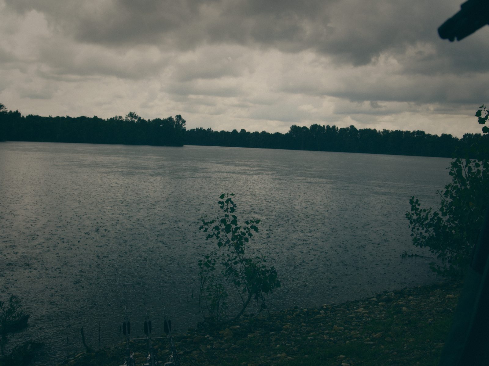Styria Carp