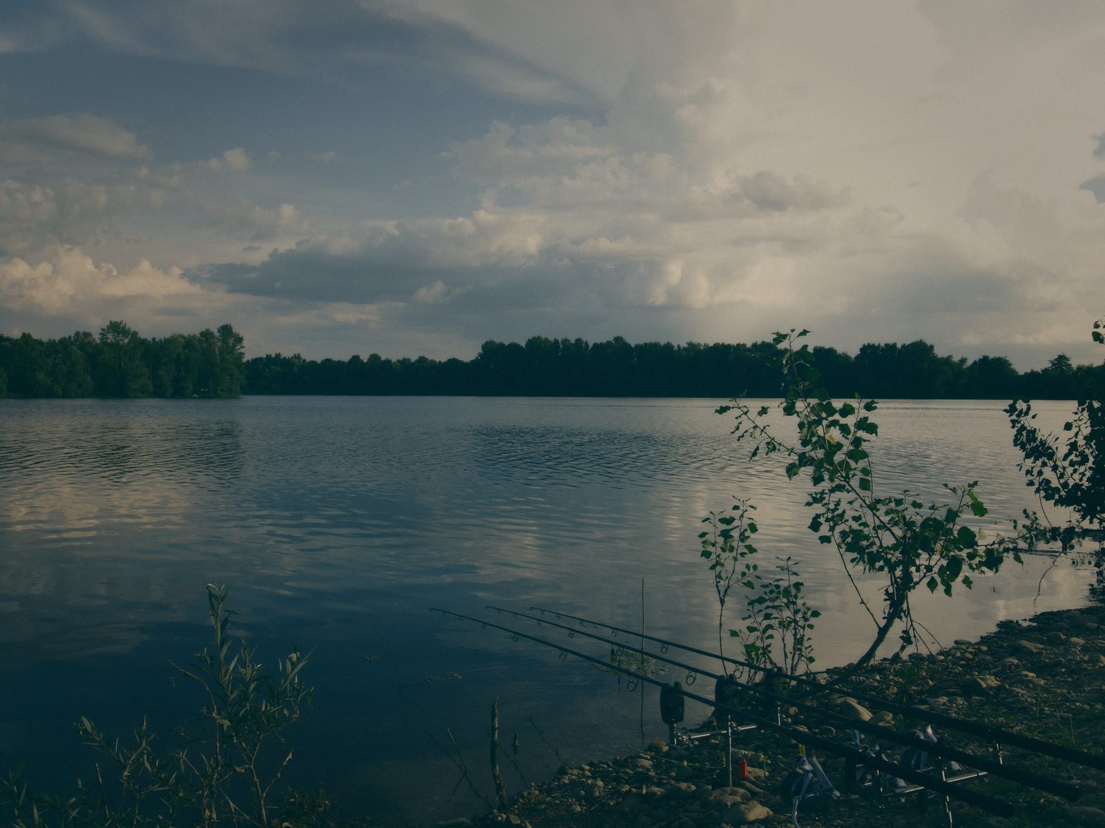 Styria Carp