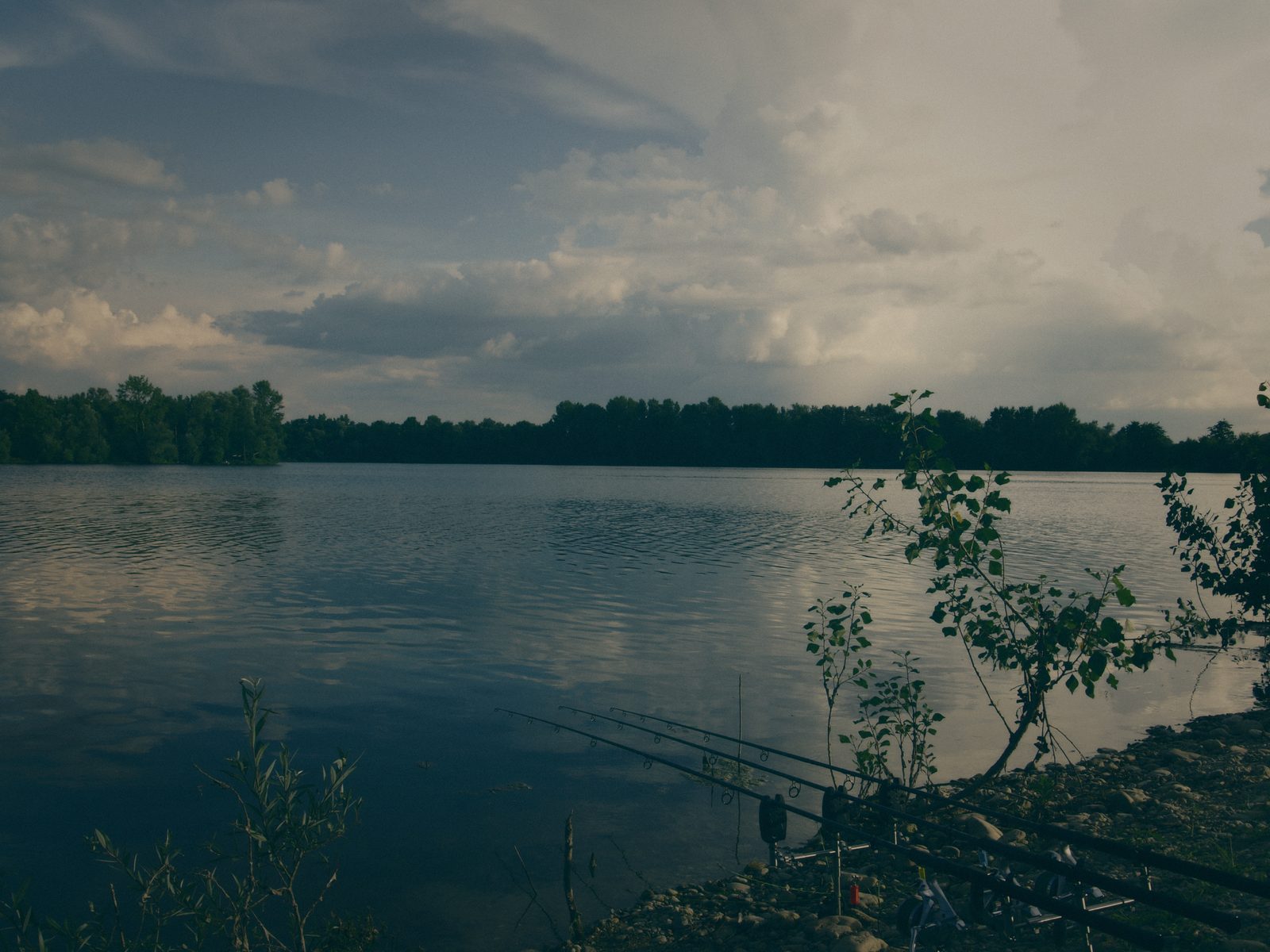 Styria Carp