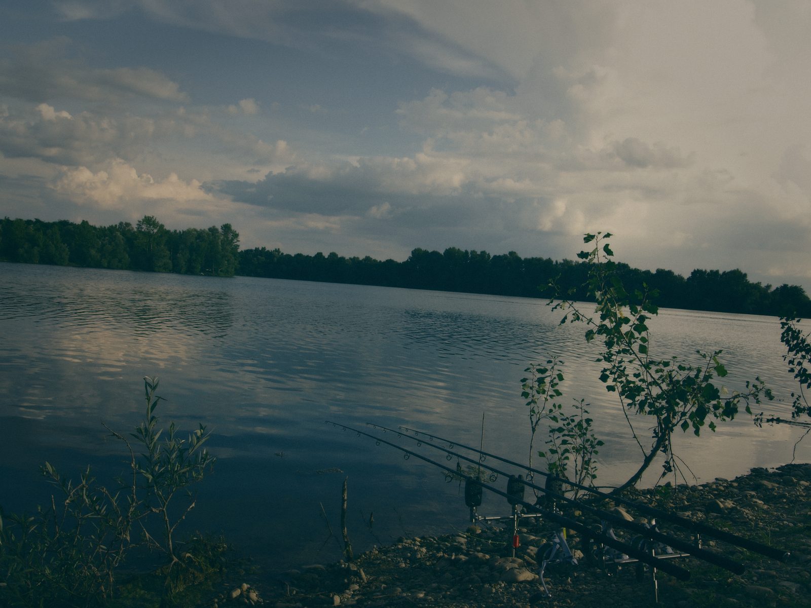 Styria Carp