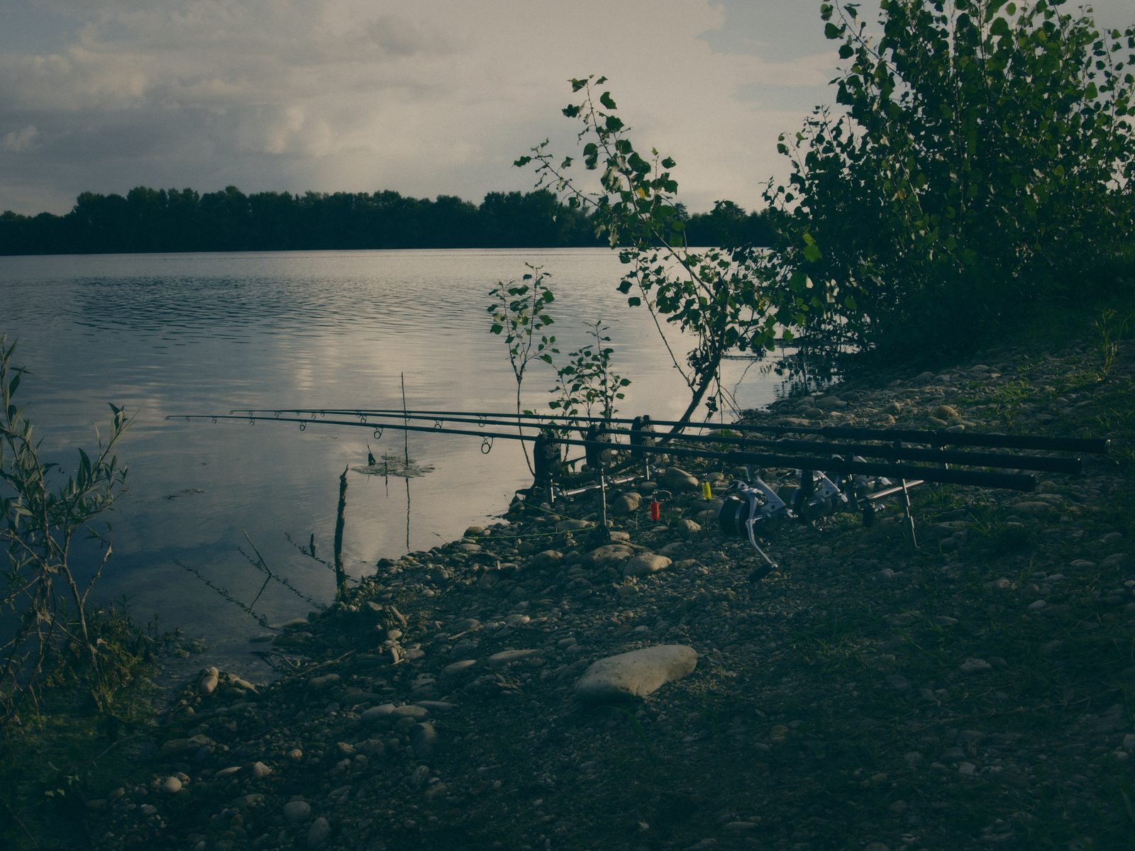 Styria Carp