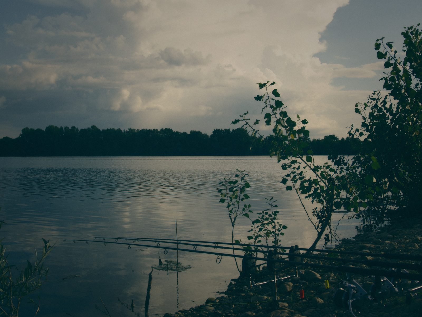 Styria Carp