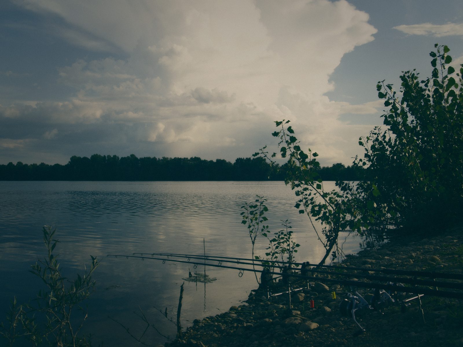 Styria Carp