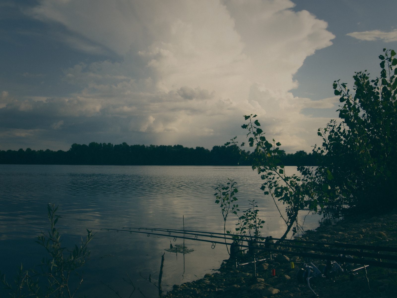 Styria Carp