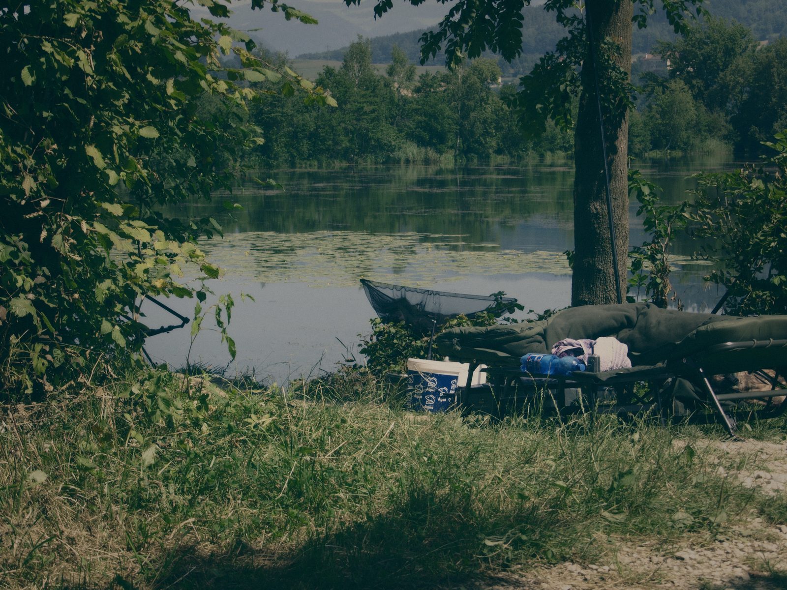 Styria Carp
