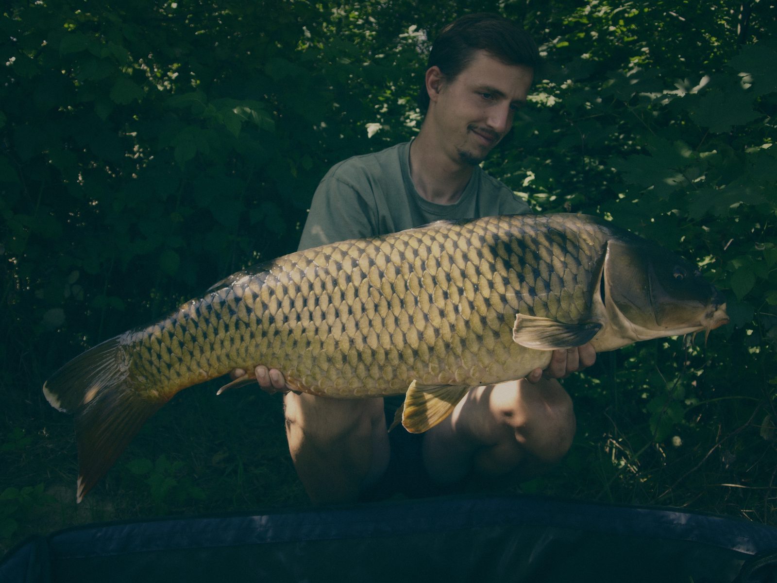 Styria Carp