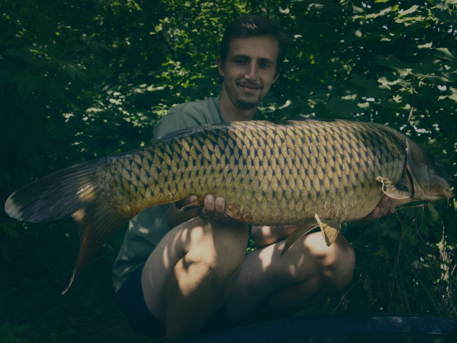 Styria Carp