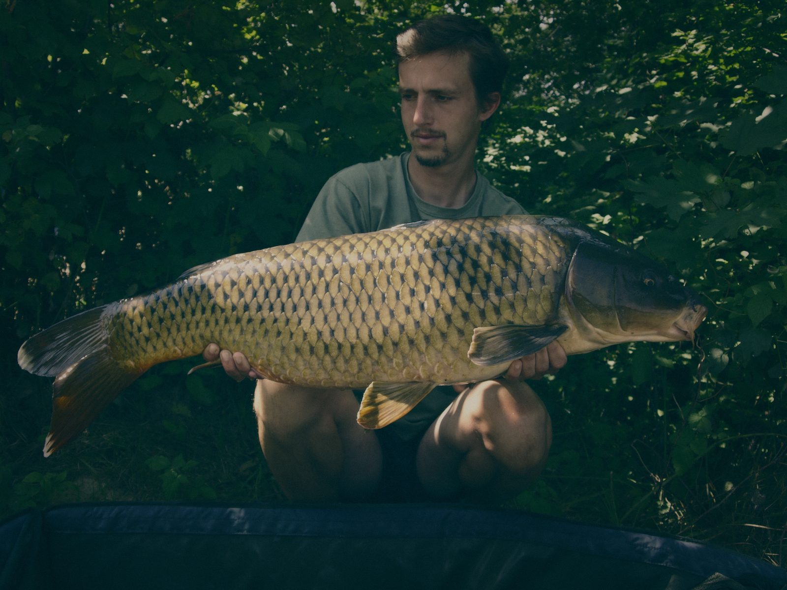 Styria Carp