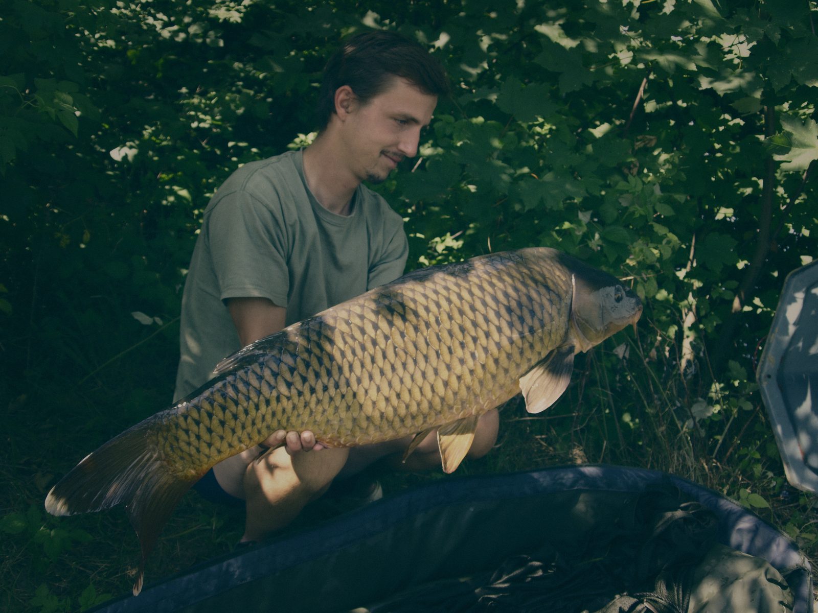 Styria Carp